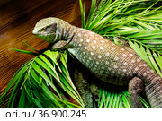 Капский варан (англ. Cape monitor,  savanna monitor, Bosc’s Monitor ), (лат. Varanus exanthematicus) Стоковое фото, фотограф Галина Савина / Фотобанк Лори