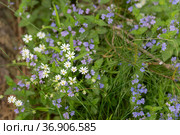 Звездчатка лесная, или дубравная (лат. Stellaria nemorum) и другие цветы на лесной поляне. Стоковое фото, фотограф Evgenia Shevardina / Фотобанк Лори