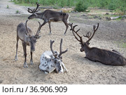 Tamed reindeer graze in the Siberian taiga. Стоковое фото, фотограф Круглов Олег / Фотобанк Лори