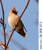 Свиристель (Bombycilla garrulus, Waxwing) Стоковое фото, фотограф Щеголева Ольга / Фотобанк Лори