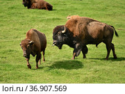 Bison graze in summer pasture Park canadien. Стоковое фото, фотограф Irina Kuchugurina/Gaudy / Фотобанк Лори