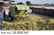 Preparation of animal food in agricultural complex. Tractor digging big pile of minced maize. Стоковое видео, видеограф Яков Филимонов / Фотобанк Лори