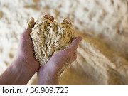 Hands holding bunch of corn flour. Стоковое фото, фотограф Яков Филимонов / Фотобанк Лори