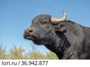 Close-up portrait of herd of Water buffalo (Bubalis murrensis) on background blue sky. Стоковое фото, фотограф Некрасов Андрей / Фотобанк Лори