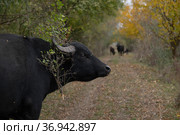 Water buffalo (Bubalis murrensis) with a branch on the horns stands on a dirt road. Стоковое фото, фотограф Некрасов Андрей / Фотобанк Лори