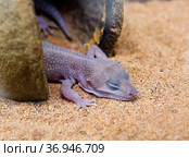 Леопардовый геккон (Common Leopard Gecko) Super snow Blizzard. Стоковое фото, фотограф Галина Савина / Фотобанк Лори