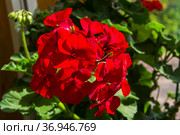 Цветущая красная герань (Пеларгония зональная, лат. Pelargonium zonale) Стоковое фото, фотограф Сергей Рыбин / Фотобанк Лори