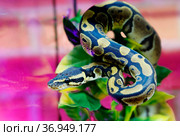 Королевский питон. Royal Python, Ball Python. Стоковое фото, фотограф Галина Савина / Фотобанк Лори