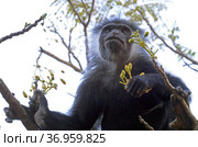 Обезьяна рода Колобус (Colobus) Стоковое фото, фотограф EgleKa / Фотобанк Лори