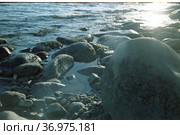 Морской прилив крупным планом, большие прибрежные камни омываются водой во время прилива, след от светящегося солнца в водоеме, Чукотка, 1970 год. Стоковое фото, фотограф Варфоломей Тетерин / Фотобанк Лори