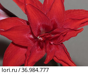 Bright red flower of the bulbous houseplant Hippeastrum. Стоковое фото, фотограф Елена Бобкова / Фотобанк Лори