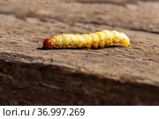Caterpillar on wooden surface macro. Стоковое фото, фотограф Евгений Ткачёв / Фотобанк Лори