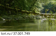 Кавказские горы. Каньон реки Кудепста. Субтропический лес. The Caucasus Mountains. Kudepsta River Canyon. Subtropical forest. Стоковое видео, видеограф Евгений Романов / Фотобанк Лори
