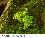 Кавказские горы. Каньон реки Кудепста. Адиантум венерин волос (Adiantum capillus-veneris) среди мха. The Caucasus Mountains. Kudepsta River Canyon. Southern maidenhair fern (Adiantum capillus-veneris) among moss. Стоковое фото, фотограф Евгений Романов / Фотобанк Лори