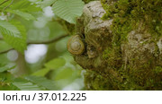 Кавказские горы. Улитка на стволе дерева. The Caucasus Mountains. A snail on a tree trunk. Стоковое видео, видеограф Евгений Романов / Фотобанк Лори