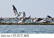 Большие белые Пеликаны в Дельте Волги. Great white pelicans, pelecanus onocrotalus. Wild migratory birds in the Volga Delta. Wildlife of the South of Russia. Astrakhan Region. Russia. Стоковое фото, фотограф Oleg Borunov / Фотобанк Лори