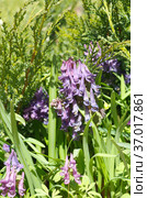 Хохлатка Галлера, или Хохлатка плотная (лат. Corydalis halleri, Corydalis solida ) цветет на весенней клумбе. Стоковое фото, фотограф Елена Коромыслова / Фотобанк Лори