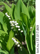 Ландыш майский (лат. Convallaria majalis) цветет на клумбе в саду. Стоковое фото, фотограф Елена Коромыслова / Фотобанк Лори
