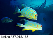 Золотой полосатый окунь или Симфорихт синеполосый (Symphorichthys spilurus) Стоковое фото, фотограф Татьяна Белова / Фотобанк Лори