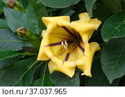 Flower of exotic liana Solandra (Solandra grandiflora) Стоковое фото, фотограф Irina Opachevsky / Фотобанк Лори