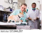 Dog undergoing surgery at vets. Стоковое фото, фотограф Яков Филимонов / Фотобанк Лори