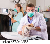 Dog undergoing surgery at vets. Стоковое фото, фотограф Яков Филимонов / Фотобанк Лори