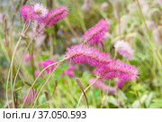 Burnet, Japanese Burnet, Japanese Bottlebrush, sanguisorba obtusa inflorescences close up. Стоковое фото, фотограф Короленко Елена / Фотобанк Лори