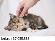 Portrait of a multi-colored kitten with mutilated blind eyes on a light background, which is stroked by a human hand. Стоковое фото, фотограф Oksana Stasenko / Фотобанк Лори