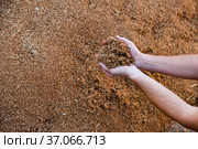 Closeup of handful of beer bagasse in male hands. Стоковое фото, фотограф Яков Филимонов / Фотобанк Лори