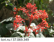 Flowering tropical shrub Clerodendrum speciosum. Стоковое фото, фотограф Irina Opachevsky / Фотобанк Лори