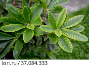 Желтизна на листьях рододендрона (Rhododendron L.). Неинфекционный хлороз. Стоковое фото, фотограф Ирина Борсученко / Фотобанк Лори