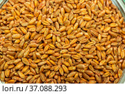 Wheat seeds, cereal seeds with red seed dressing or seed treatment. Стоковое фото, фотограф Ольга Сейфутдинова / Фотобанк Лори