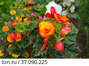Бегония клубневая Пикоти красно-желтая (лат. Begonia picotee red yellow) цветет в летнем саду. Стоковое фото, фотограф Елена Коромыслова / Фотобанк Лори