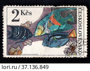 Postage stamp of Czechoslovakia with the image of fish. Стоковое фото, фотограф Александр Птах / Фотобанк Лори