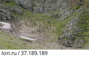Северный Кавказ, гора Оштен. Кавказские серны на склоне горы. North Caucasus, Mount Oshten. Caucasian chamois (Rupicapra rupicapra caucasica) on the mountainside. (2021 год). Редакционное видео, видеограф Евгений Романов / Фотобанк Лори