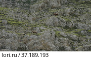 Северный Кавказ, гора Оштен. Кавказские серны на склоне горы. North Caucasus, Mount Oshten. Caucasian chamois (Rupicapra rupicapra caucasica) on the mountainside. (2021 год). Редакционное видео, видеограф Евгений Романов / Фотобанк Лори