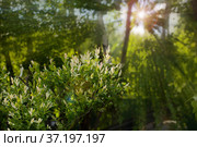 Ива На Дачном участке. Branches of a willow tree or Salix Fragilis with fresh green leaves on a forest background. The sun's rays make their way through the trees. Стоковое фото, фотограф Oleg Borunov / Фотобанк Лори