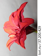 Bright red flower of the bulbous houseplant Hippeastrum. Стоковое фото, фотограф Елена Бобкова / Фотобанк Лори