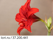 Bright red flower of the bulbous houseplant Hippeastrum. Стоковое фото, фотограф Елена Бобкова / Фотобанк Лори