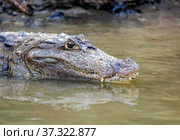 Кайман на поверхности воды (2010 год). Стоковое фото, фотограф Олег Елагин / Фотобанк Лори