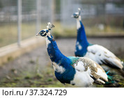 Павлины. Стоковое фото, фотограф Игорь Низов / Фотобанк Лори