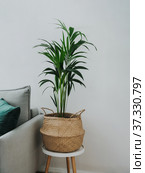 Kentia or howea forsteriana in room interior. Стоковое фото, фотограф Ольга Сергеева / Фотобанк Лори