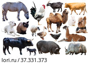 set of farm animals. Стоковое фото, фотограф Яков Филимонов / Фотобанк Лори