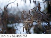 Corylus avellana, contorta, contorted filbert, corkscrew hazel tree twigs at blur background. Стоковое фото, фотограф Короленко Елена / Фотобанк Лори