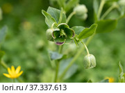 Helleborus foetidus grows and blooms in the garden in spring. Стоковое фото, фотограф Ольга Сейфутдинова / Фотобанк Лори