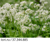 Кавказские горы, горный лес. Луг цветущей черемши (Allium ursinum). Caucasian mountains, mountain forest. Meadow of flowering wild garlic (Allium ursinum). Стоковое фото, фотограф Евгений Романов / Фотобанк Лори