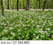 Кавказские горы, горный лес. Луг цветущей черемши (Allium ursinum). Caucasian mountains, mountain forest. Meadow of flowering wild garlic (Allium ursinum). Стоковое фото, фотограф Евгений Романов / Фотобанк Лори