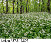 Кавказские горы, горный лес. Луг цветущей черемши (Allium ursinum). Caucasian mountains, mountain forest. Meadow of flowering wild garlic (Allium ursinum). Стоковое фото, фотограф Евгений Романов / Фотобанк Лори