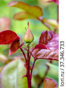 Greens or aphids of the Aphidoidea family. Стоковое фото, фотограф Ольга Сейфутдинова / Фотобанк Лори