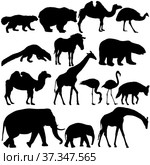 Silhouette elephant bear eagle trot duck zebra on a white background. Стоковое фото, фотограф Фотограф / Фотобанк Лори